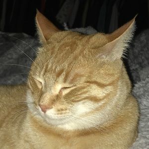 Meet your Posher, Lucy